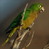 Aztec (Olive-throated) Parakeet