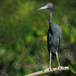 Little Blue Heron