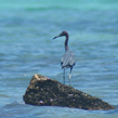 Little Blue Heron Fishing